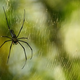 Illustration for article titled Random Penis Suffers Venomous Spider Bite